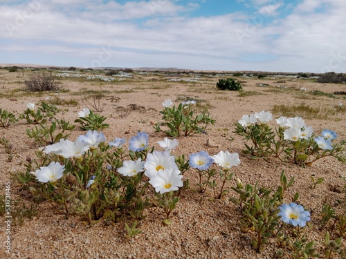 Atacama Desert - Flowering Desert - Chile