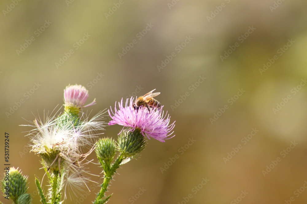 Obraz premium Closeup of bee pollinating spiny plumeless thistle flower with blurred background