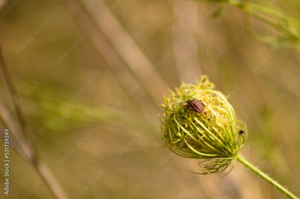 Closeup of stripped bug on wild carrot bud with blurred background Closeup of stripped bug on wild carrot bud with blurred background