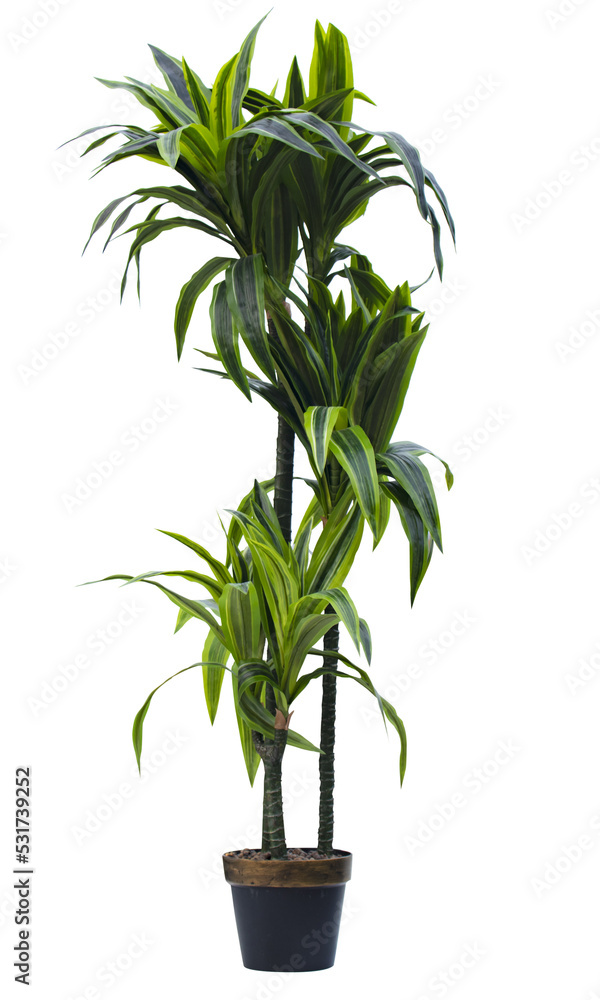 A green palm tree in a black and golden pot isolated A green palm tree in a black and golden pot isolated