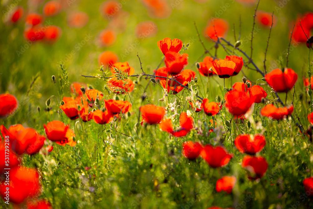 Obraz premium Spring, field of poppy flowers. The concept of the freshness of the morning nature. Spring landscape of red wildflowers. Beautiful landscape, pnorama long banner.