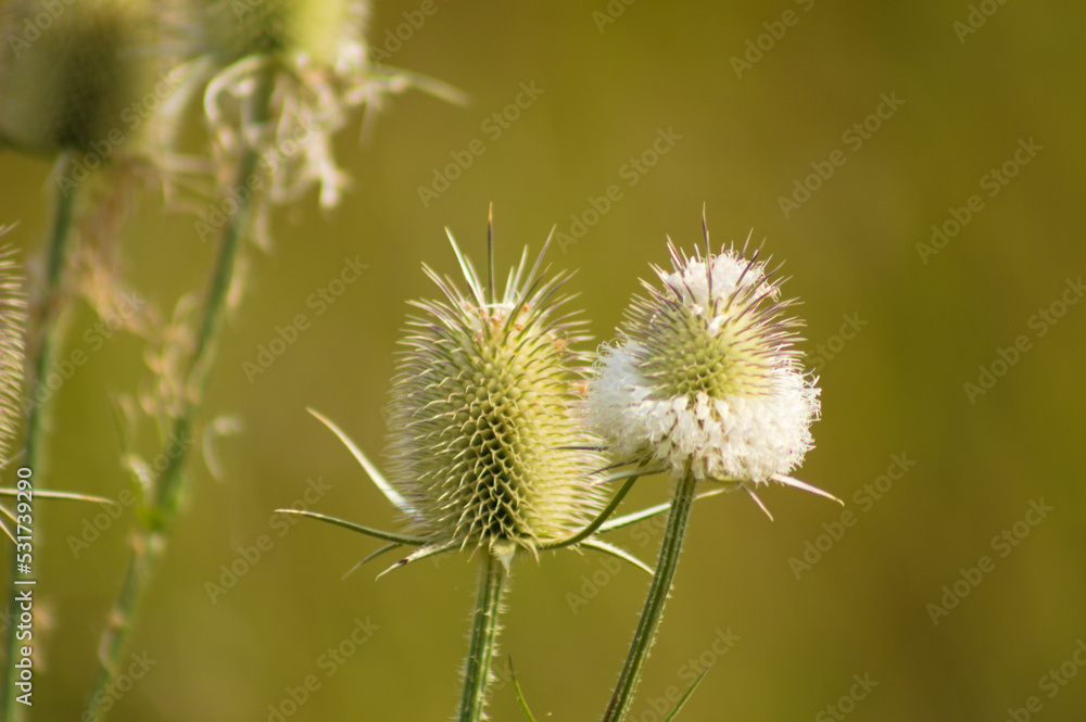 Closeup of cutleaf teasel green seeds with green blurred background