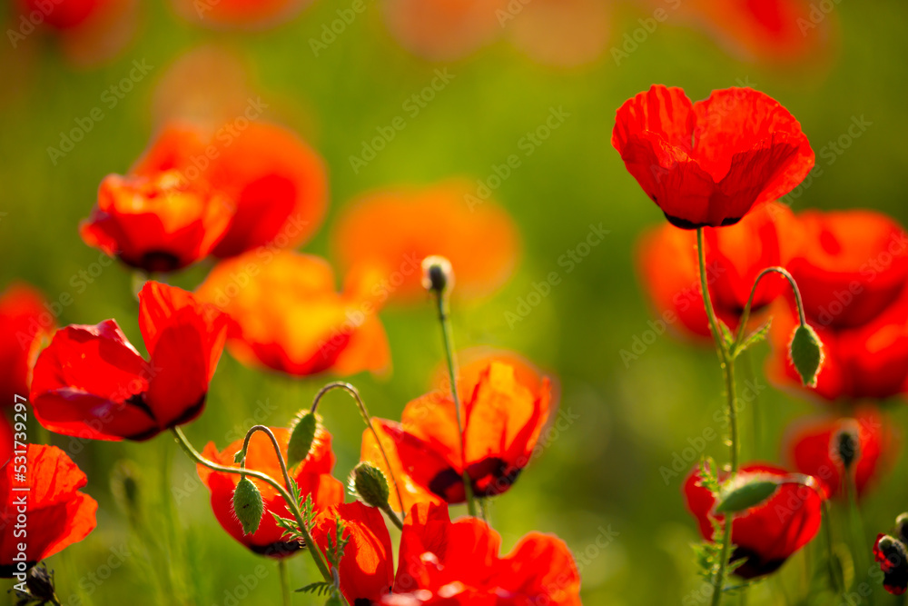Obraz premium Spring, field of poppy flowers. The concept of the freshness of the morning nature. Spring landscape of red wildflowers. Beautiful landscape, pnorama long banner.