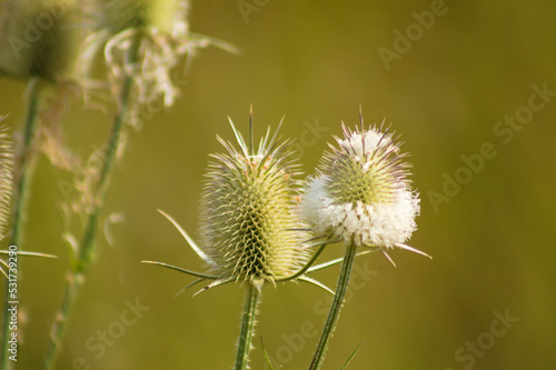 Closeup of cutleaf teasel green seeds with green blurred background