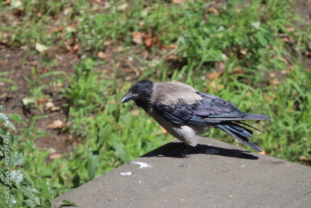 Obraz premium crow on the ground