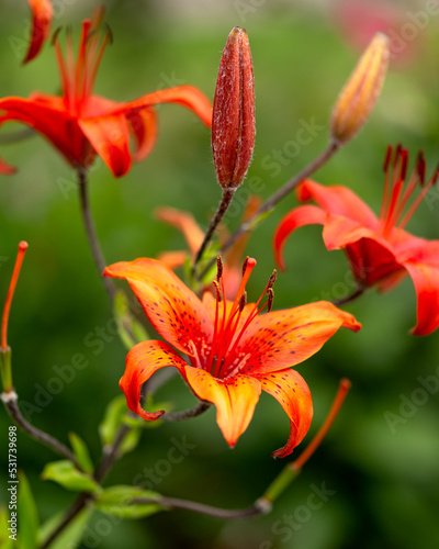 Bright orange lily flowers with long stamens in summmer cottage garden