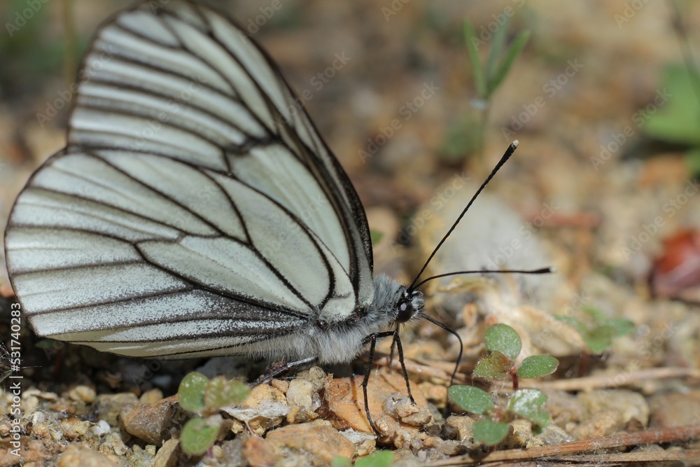 Obraz premium butterfly on a leaf
