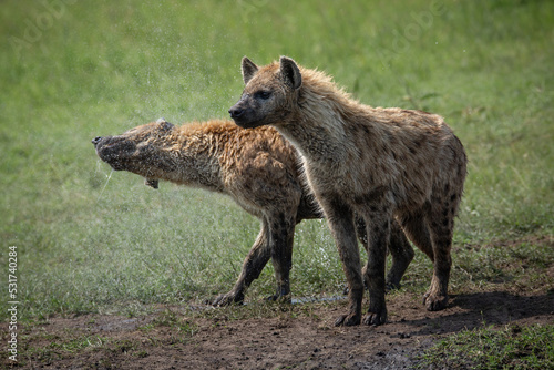 Spotted hyenas standing on the grass, one hyaena shaking off water drops. Wildlife seen on safari in Masai Mara, Kenya © Tom