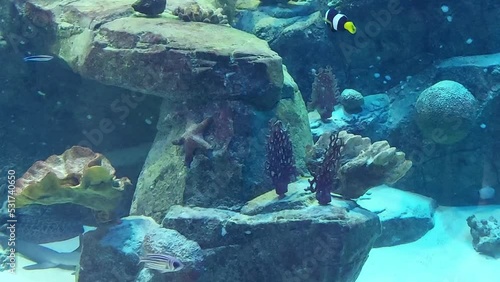 beautiful fish swim in the aquarium. marine life, underwater world.