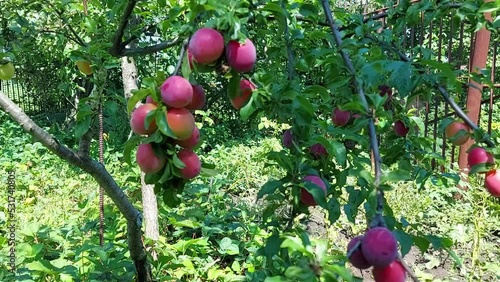 plum ripened on a tree in the garden. fruit growing.
