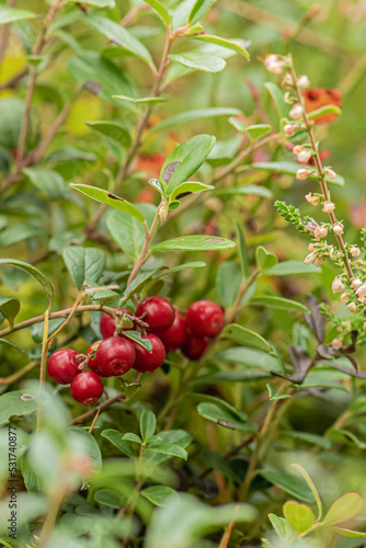 Beautiful bush of ripe red lingonberry, partridgeberry, mountain cranberry or cowberry among green leaves and moss in the forest or woods in autumn, close up, vertical
