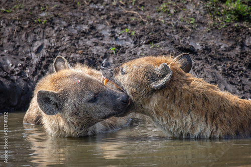 Spotted hyenas grooming each other in the water. Open mouth and showing teeth on Africa safari