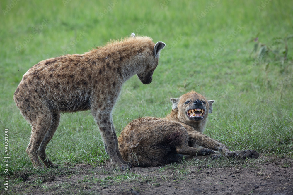 Spotted hyenas lying in the grass and showing teeth while other hyaena is standing over and looking in Masai Mara, Kenya Spotted hyenas lying in the grass and showing teeth while other hyaena is standing over and looking in Masai Mara, Kenya