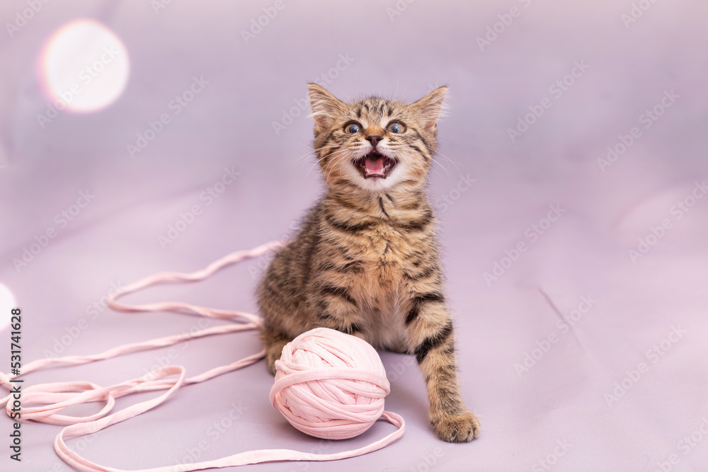 A tabby kitten is playing with a large ball of pink braid. Lilac pastel background, close-up