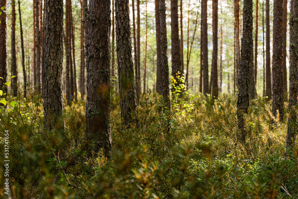 Pine forest in morning sunlight, low-angle view with green forest floor Pine forest in morning sunlight, low-angle view with green forest floor