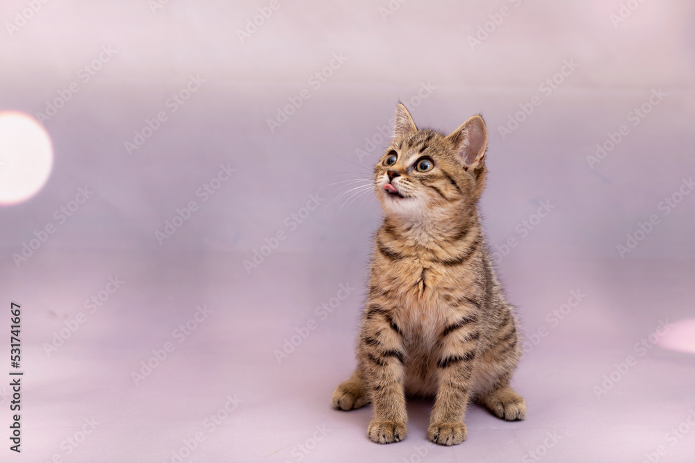 A domestic kitten sits quietly on a homogeneous light background. Close-up, there are no foreign objects in the frame, studio shooting of an animal