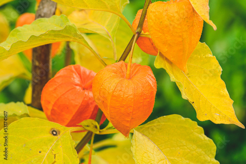 Physalis peruviana, gooseberry or golden berry or chines lantern, orange calix and yellow leaves, beautiful plant and flower in autumn, close up photo