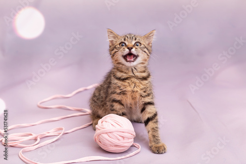 A tabby kitten is playing with a large ball of pink braid. Lilac pastel background, close-up