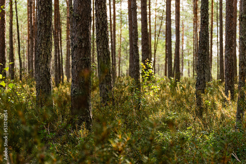 Pine forest in morning sunlight, low-angle view with green forest floor © OKemppainen