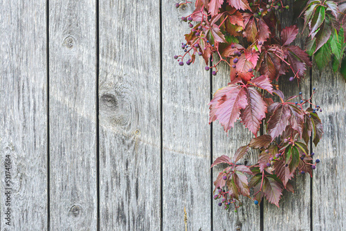 Beautiful background of stripped light grey old wood wall with climbing plant or vine, red leaves and berries in autumn, copy space
