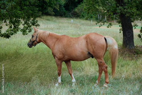 Horse pasture. Brown horse in green meadow