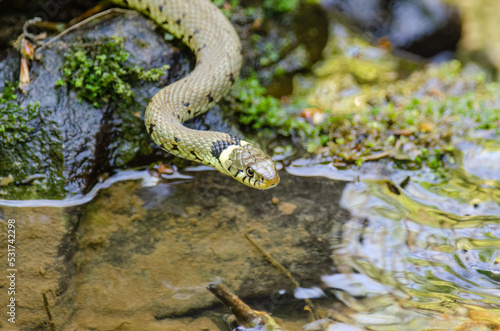 Grass Snake, Natrix natrix, entering a pool