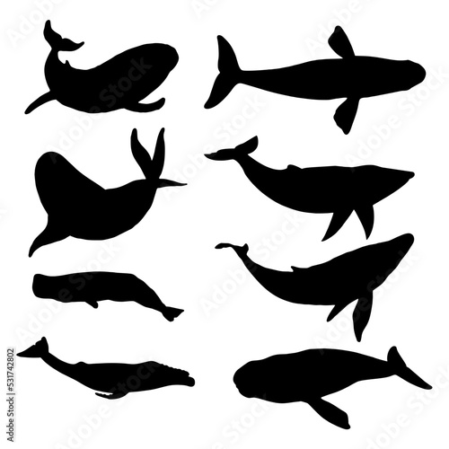 Set of whale species icons. Vector illustration isolated on white background