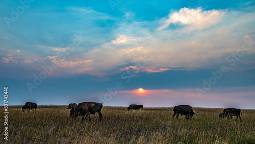 Bison Herd at Sunrise