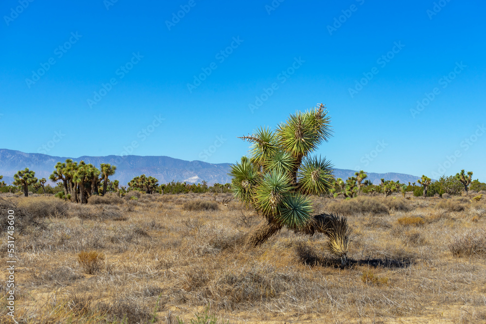 A small Joshua Trees in the Mojave Desert growing at a angle