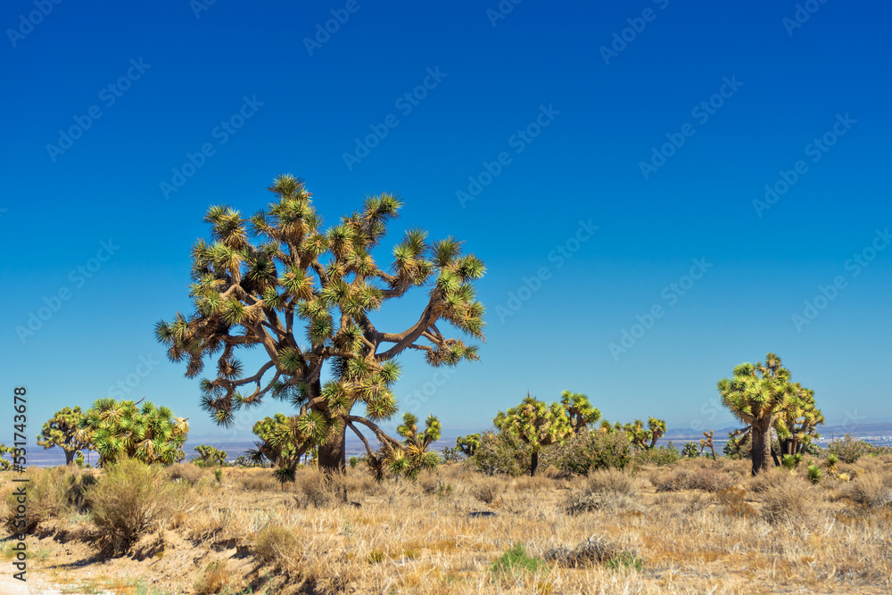 Joshua Trees in the Mojave Desert in California Joshua Trees in the Mojave Desert in California
