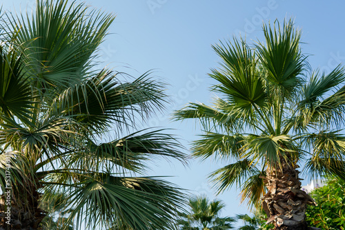 tropical background. palm trees against the blue sky. © Juli Puli