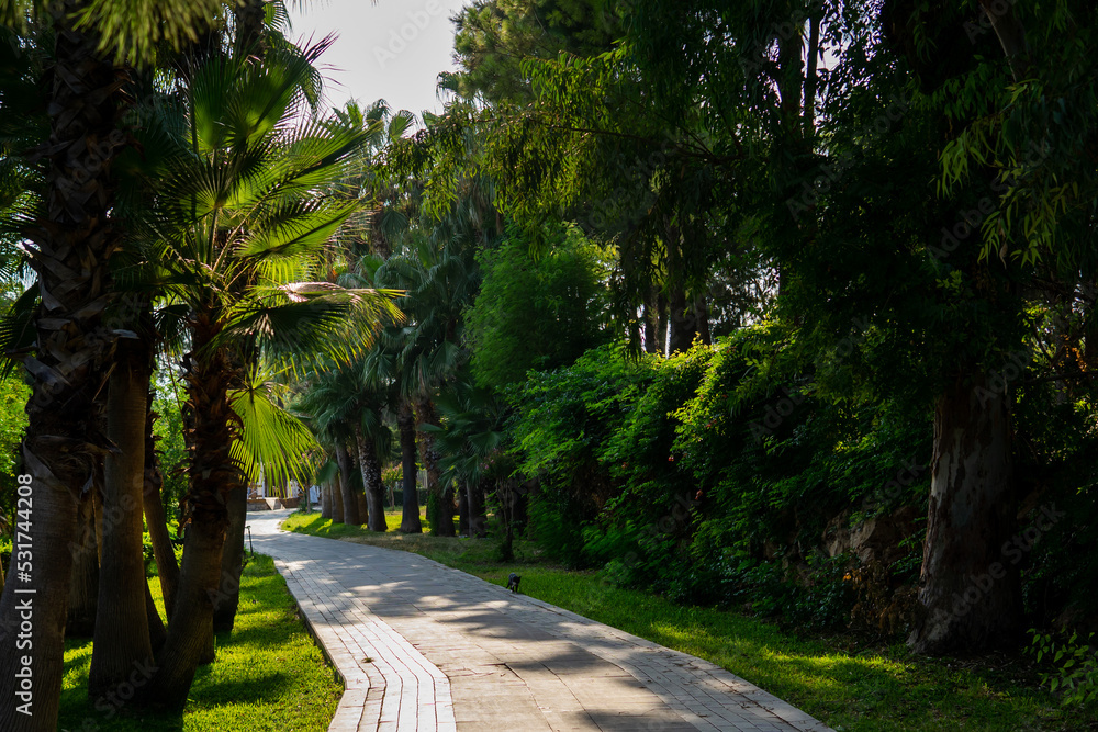 Obraz premium path in the park. tropical trees.