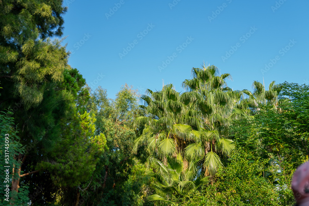 tropical background. palm trees against the blue sky.