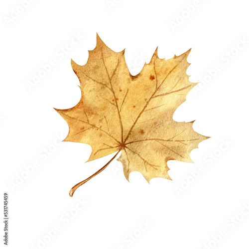 Wallpaper Mural Watercolor realistic botanical set of autumn leaves Torontodigital.ca