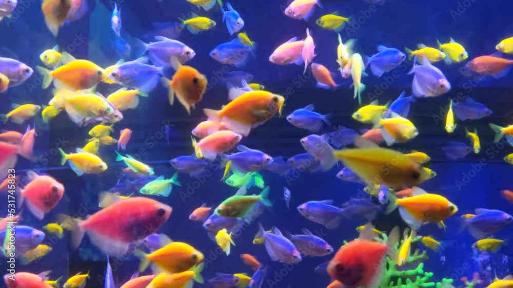 beautiful underwater world, fish and fauna beautiful underwater world, fish and fauna