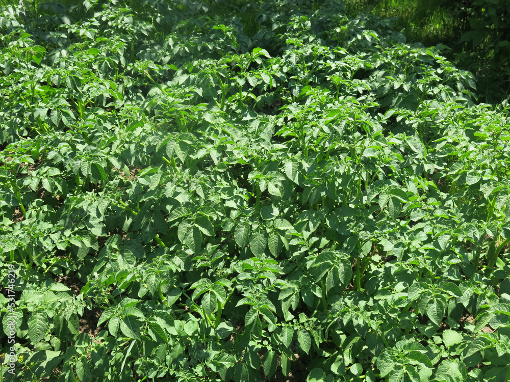 Obraz premium young potatoes have sprung up on the field, there will be a harvest soon