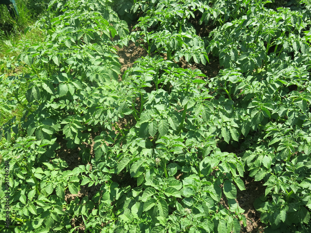 young potatoes have sprung up on the field, there will be a harvest soon young potatoes have sprung up on the field, there will be a harvest soon