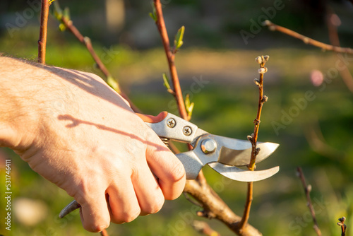 Obraz w ramie Gardener pruning trees with pruning scissors on nature background