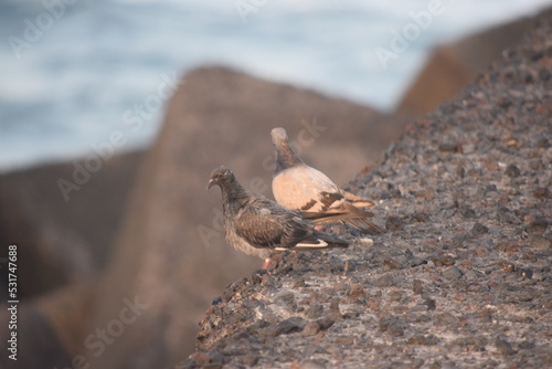PAREJA DE PALOMAS AL ATARDECER EN LA PLAYA