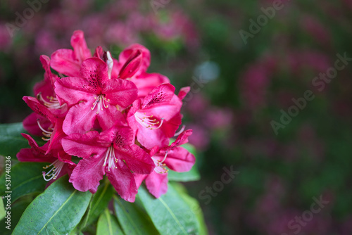 close up of pink flower © joji