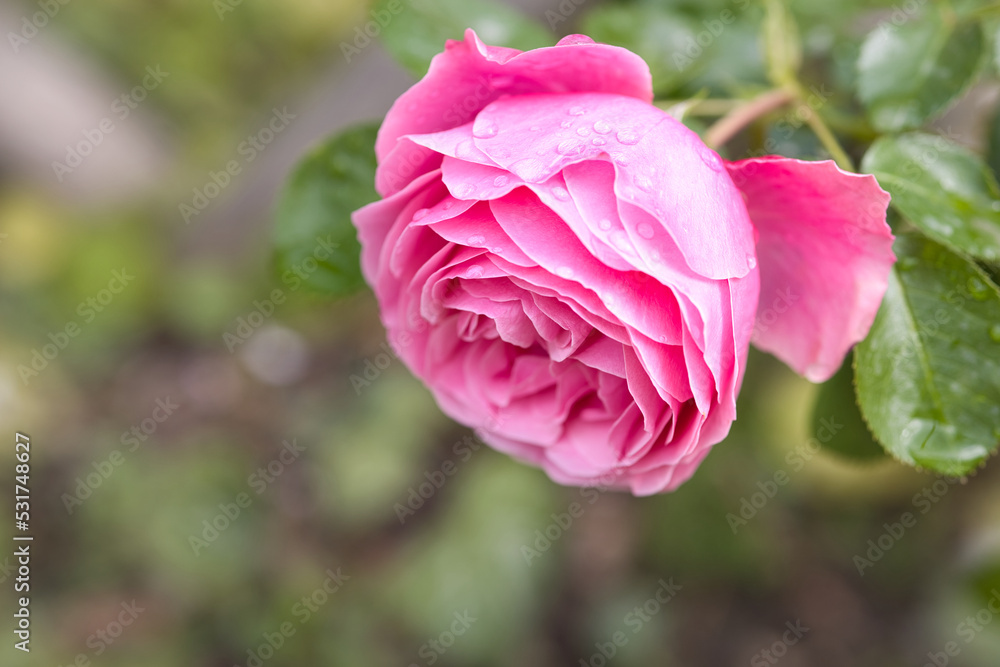 pink rose