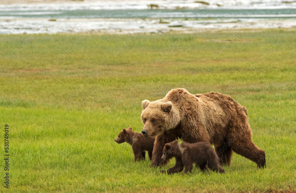 Grizzly Bear Sow Protecting Cubs