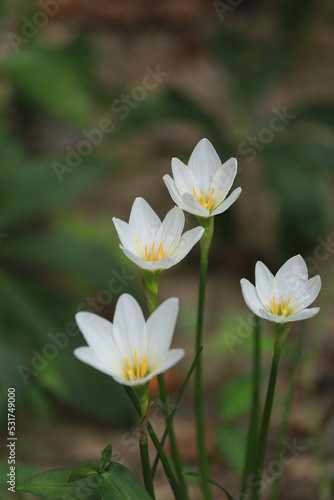 white and yellow flowers