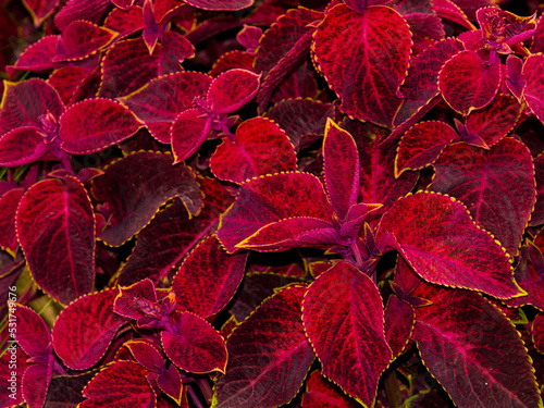 Red leaves of coleus in a garden photo