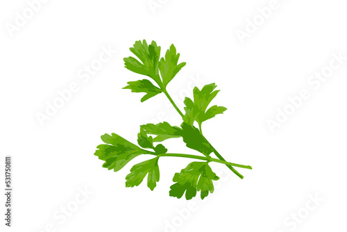 Parsley Leaves Isolated