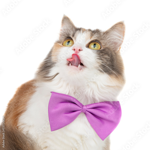Funny fluffy cat bright portrait isolated on the white background