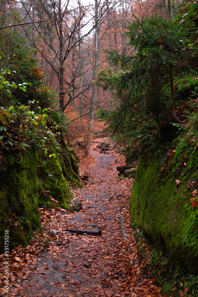 Path in the forest between overgrown green moss rocks in forest. Autumn landscape, forest bright colors. Bohemian Switzerland National Park, Czech Republic, Czechia. Path in the forest between overgrown green moss rocks in forest. Autumn landscape, forest bright colors. Bohemian Switzerland National Park, Czech Republic, Czechia.