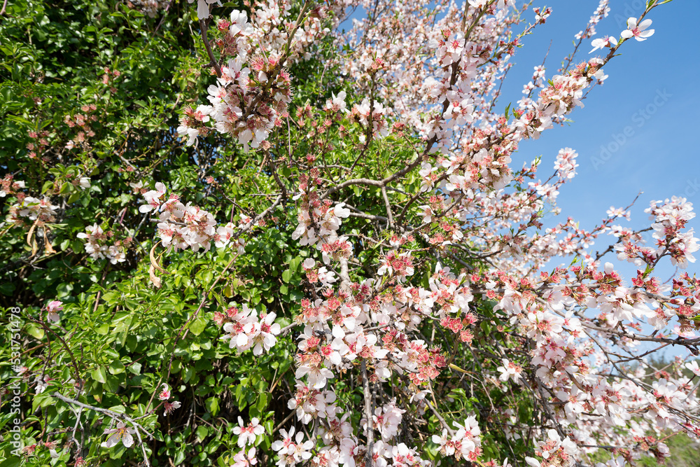 Pink blossoming almond twigs on blue sky background. Pink blossoming almond twigs on blue sky background.