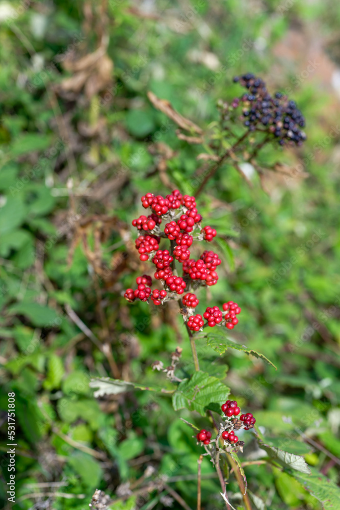 Blackberries grow in the forest. Ripe and unripe blackberries on a bush. Blackberries grow in the forest. Ripe and unripe blackberries on a bush.