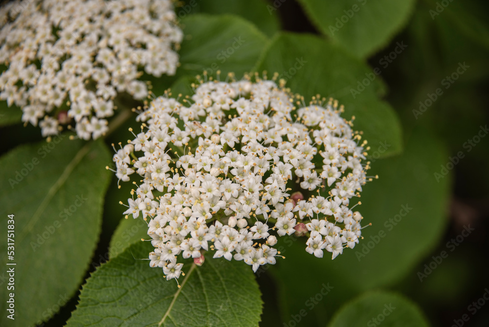 the inflorescence of viburnum burejaeticum with white blossoms